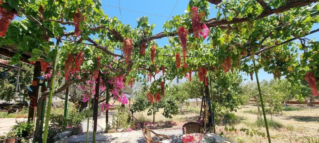 Villa Ktima Ellopia à Kolymbia Extérieur photo